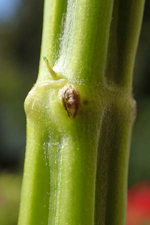 Salvia hispanica \ Mexikanische Chia / Chia Seeds, D Römerberg 12.9.2022