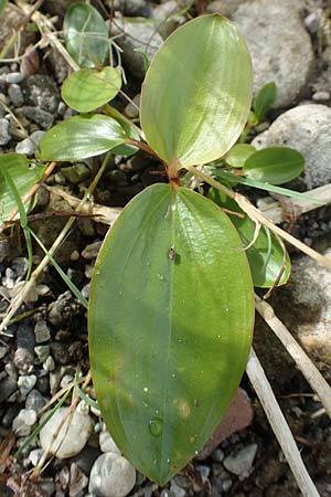 Potamogeton gramineus / Variousleaved Pontweed, Grass-Leaved Pontweed, D Allensbach 3.9.2016