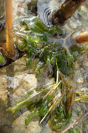 Potamogeton gramineus \ Gras-Laichkraut, Grasblttriges Laichkraut, D Allensbach 3.9.2016