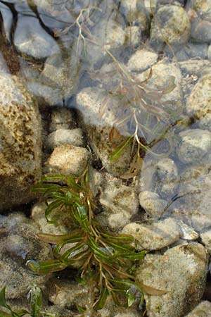 Potamogeton gramineus \ Gras-Laichkraut, Grasblttriges Laichkraut / Variousleaved Pontweed, Grass-Leaved Pontweed, D Allensbach 3.9.2016