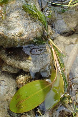 Potamogeton gramineus \ Gras-Laichkraut, Grasblttriges Laichkraut / Variousleaved Pontweed, Grass-Leaved Pontweed, D Allensbach 3.9.2016