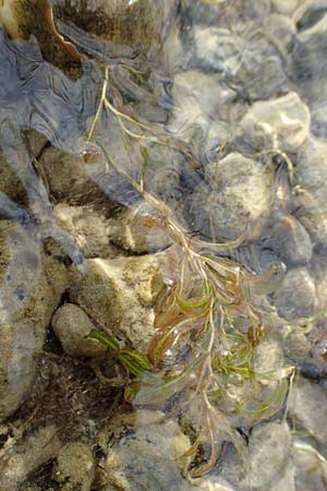 Potamogeton gramineus \ Gras-Laichkraut, Grasblttriges Laichkraut, D Allensbach 3.9.2016