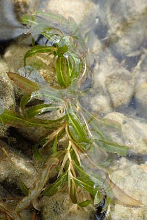 Potamogeton gramineus \ Gras-Laichkraut, Grasblttriges Laichkraut, D Allensbach 3.9.2016