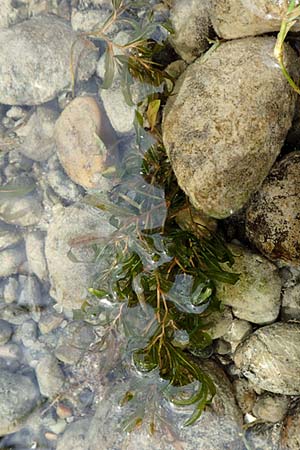 Potamogeton gramineus \ Gras-Laichkraut, Grasblttriges Laichkraut, D Allensbach 3.9.2016