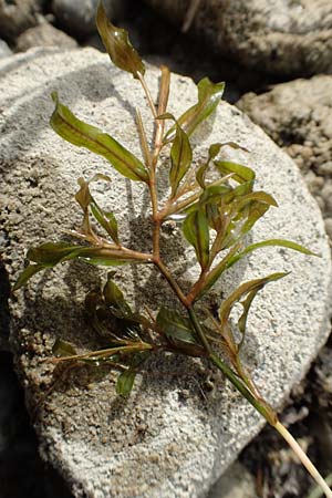 Potamogeton gramineus / Variousleaved Pontweed, Grass-Leaved Pontweed, D Allensbach 3.9.2016