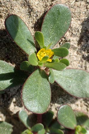 Portulaca granulatostellulata \ Granuliertsterniger Portulak / Granulate-Stellate Purslane, D Köln-Zündorf 22.8.2018