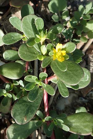 Portulaca granulatostellulata / Granulate-Stellate Purslane, D Köln-Zündorf 22.8.2018