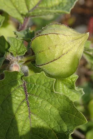 Physalis grisea \ Erdkirsche, Ananaskirsche / Downy Ground Cherry, D Köln-Langel 6.10.2018