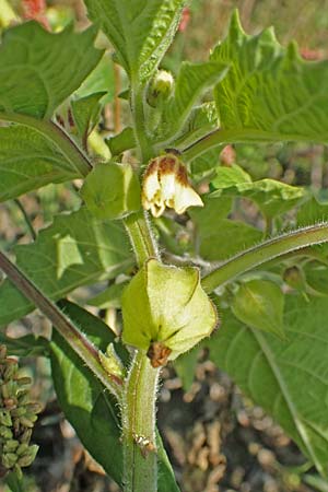 Physalis grisea \ Erdkirsche, Ananaskirsche / Downy Ground Cherry, D Römerberg 18.10.2018