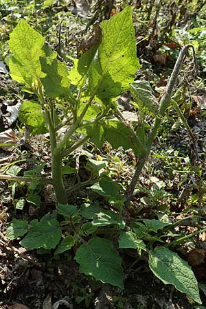 Physalis grisea \ Erdkirsche, Ananaskirsche / Downy Ground Cherry, D Römerberg 18.10.2018