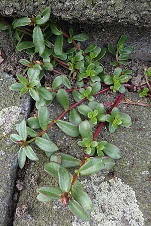 Portulaca grandiflora \ Portulak-Rschen / Moss Rose Purslane, D Bochum 7.9.2021