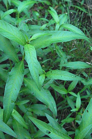 Persicaria hydropiper \ Wasserpfeffer-Knterich, Pfeffer-Knterich, D Mörfelden-Walldorf 6.8.2007