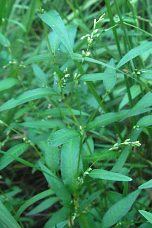 Persicaria hydropiper \ Wasserpfeffer-Knterich, Pfeffer-Knterich / Water-Pepper, D Mörfelden-Walldorf 6.8.2007