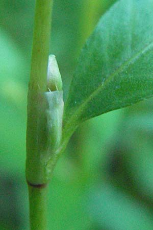 Persicaria hydropiper \ Wasserpfeffer-Knterich, Pfeffer-Knterich, D Mörfelden-Walldorf 6.8.2007