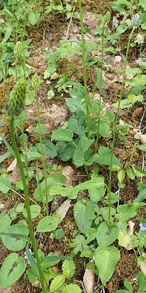 Phyteuma x adulterinum \ Hybrid-Teufelskralle, D Ottorfszell 13.5.2018