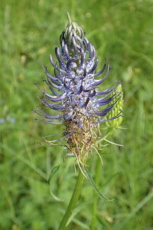 Phyteuma x adulterinum \ Hybrid-Teufelskralle, D Ottorfszell 17.5.2018