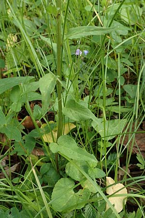 Phyteuma x adulterinum \ Hybrid-Teufelskralle, D Ottorfszell 17.5.2018