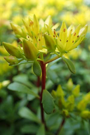 Sedum hybridum \ Sibirische Asienfetthenne / Mongolian Stonecrop, D Baesweiler 24.5.2018