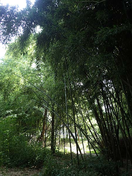 Phyllostachys nigra \ Schwarzrohr-Bambus / Black Bamboo, D Linkenheim-Hochstetten 23.7.2022