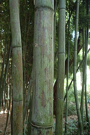 Phyllostachys nigra \ Schwarzrohr-Bambus / Black Bamboo, D Linkenheim-Hochstetten 23.7.2022