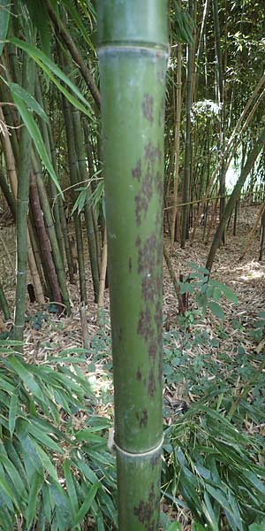Phyllostachys nigra \ Schwarzrohr-Bambus / Black Bamboo, D Linkenheim-Hochstetten 23.7.2022