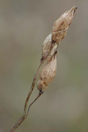 Panicum miliaceum subsp. ruderale \ Unkraut-Rispen-Hirse / Blackseeded Proso Millet, Broomcorn Millet, D Brühl bei/near Mannheim 20.10.2022