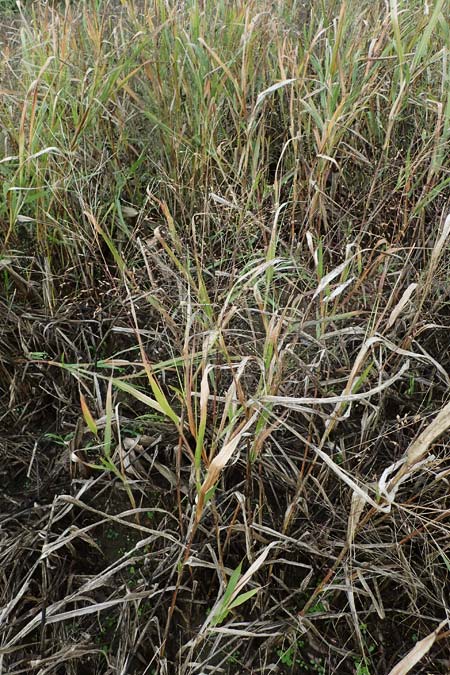 Panicum miliaceum subsp. ruderale \ Unkraut-Rispen-Hirse, D Brühl bei Mannheim 21.10.2022