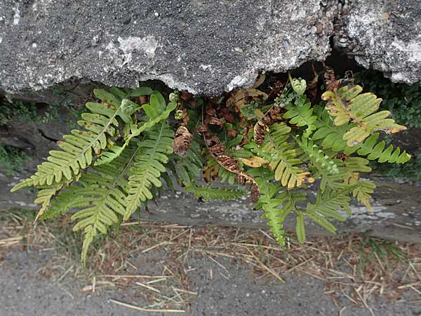 Polypodium interjectum \ Gesgter Tpfelfarn / Intermediate Polypody, D Sprockhövel-Scheven 23.5.2018