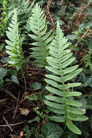 Polypodium interjectum \ Gesgter Tpfelfarn / Intermediate Polypody, D Hemsbach 10.11.2018