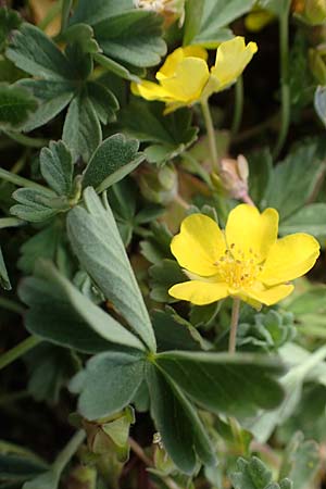 Potentilla incana \ Sand-Fingerkraut / Sand Cinquefoil, D Rheinhessen, Frei-Laubersheim 13.4.2021