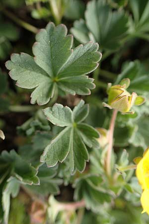 Potentilla incana \ Sand-Fingerkraut, D Rheinhessen, Frei-Laubersheim 13.4.2021