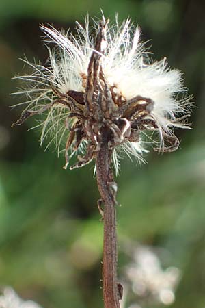 Picris hieracioides \ Gemeines Bitterkraut, D Mannheim 22.10.2022