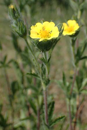 Potentilla inclinata \ Graues Fingerkraut / Grey Cinquefoil, D Viernheim 5.6.2023