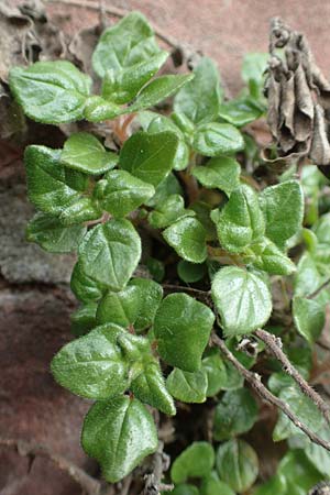 Parietaria judaica \ stiges Glaskraut, Mauer-Glaskraut / Pellitory-of-the-Wall, D Heidelberg 17.3.2017