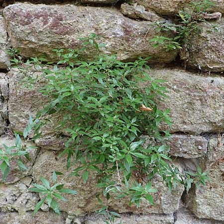 Parietaria judaica \ stiges Glaskraut, Mauer-Glaskraut / Pellitory-of-the-Wall, D Neckarsteinach 9.11.2018