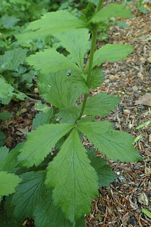 Geum japonicum \ Japanische Nelkenwurz / Japanese Avens, D Weinheim an der Bergstraße 7.5.2020