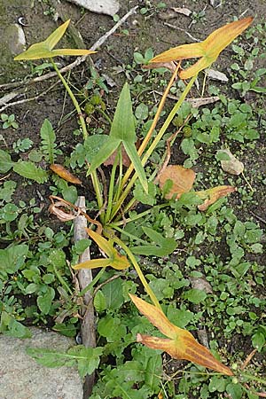 Sagittaria sagittifolia / Arrowhead, D Karlsruhe 3.10.2015