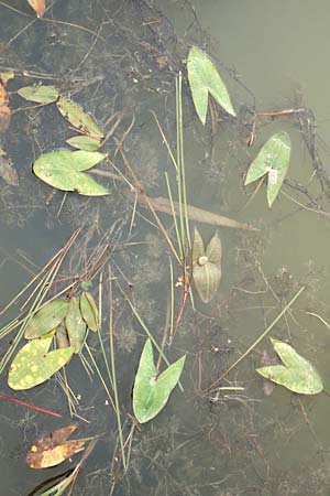 Sagittaria sagittifolia \ Gewhnliches Pfeilkraut / Arrowhead, D Neustadt an der Aisch 2.10.2016