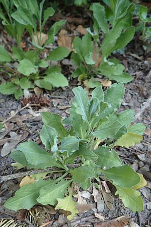 Lepidium draba \ Pfeilkresse, D Frankfurt-Niederrad 21.4.2019