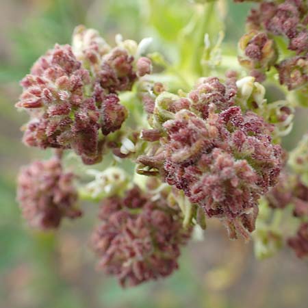 Lepidium draba \ Pfeilkresse, D Mannheim 5.5.2019