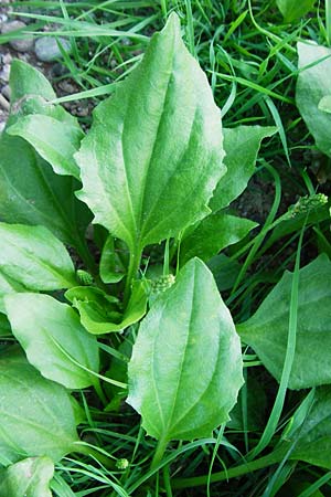 Plantago major subsp. intermedia / Many-Seeded Plantain, D Mannheim 30.8.2015