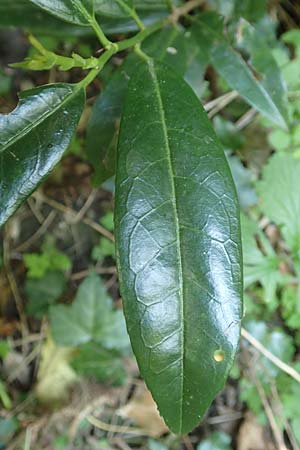 Prunus laurocerasus \ Kirsch-Lorbeer, Lorbeerkirsche / Cherry Laurel, D Heidelberg 29.4.2017