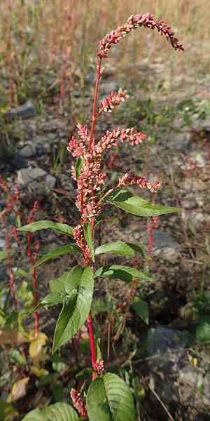 Persicaria lapathifolia \ Ampfer-Knterich, D Köln-Langel 6.10.2018