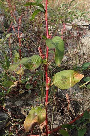 Persicaria lapathifolia \ Ampfer-Knöterich, D Köln-Langel 6.10.2018