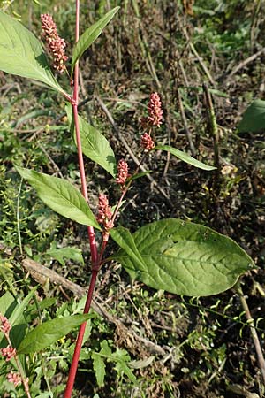 Persicaria lapathifolia \ Ampfer-Knterich / Pale Persicaria, D Römerberg 18.10.2018