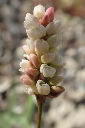 Persicaria lapathifolia \ Ampfer-Knterich / Pale Persicaria, D Biblis 20.10.2018