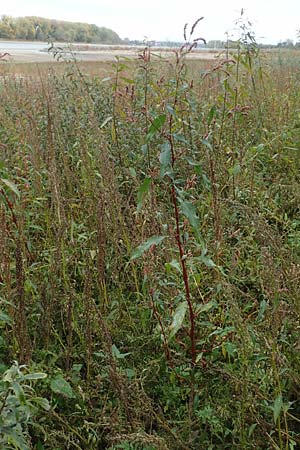 Persicaria lapathifolia \ Ampfer-Knterich, D Köln-Langel 22.10.2018