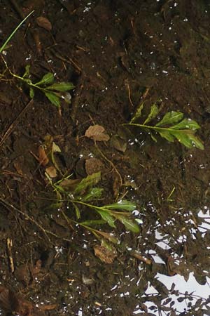 Potamogeton lucens \ Glnzendes Laichkraut / Shining Pontweed, D Heiliges Meer (Kreis Steinfurt) 10.9.2020