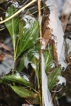 Potamogeton lucens \ Glnzendes Laichkraut, D Heiliges Meer (Kreis Steinfurt) 10.9.2020