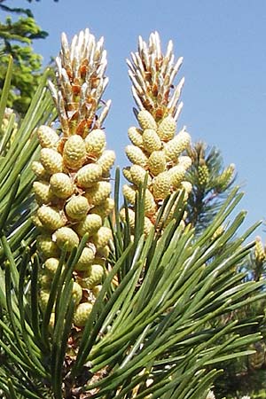 Pinus uncinata \ Haken-Kiefer, Spirke / Dwarf Mountain Pine, D Schwarzwald/Black-Forest, Kaltenbronn 18.6.2013